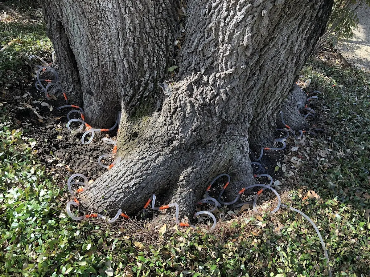 Detailed Tree Cabling and Bracing job site in El Dorado Springs