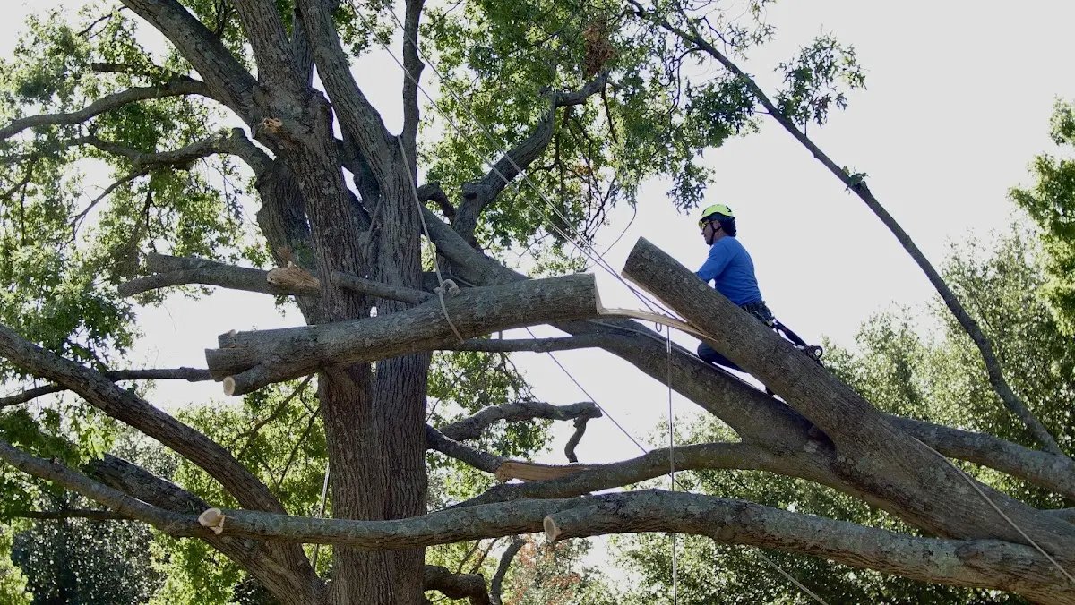 Professional Hazardous Tree Removal performed by certified arborists in El Dorado Springs