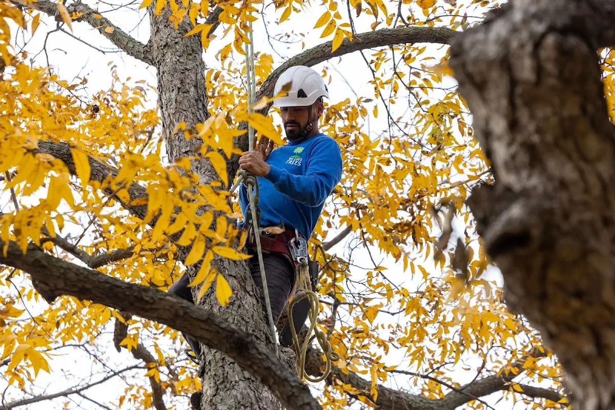 Skilled Tree Pruning crew working in El Dorado Springs