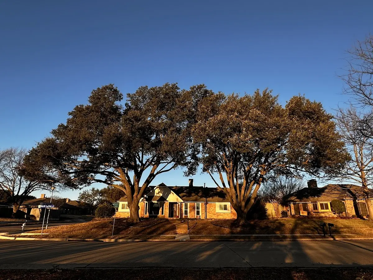Established residential canopy tree shading a home in El Dorado Springs